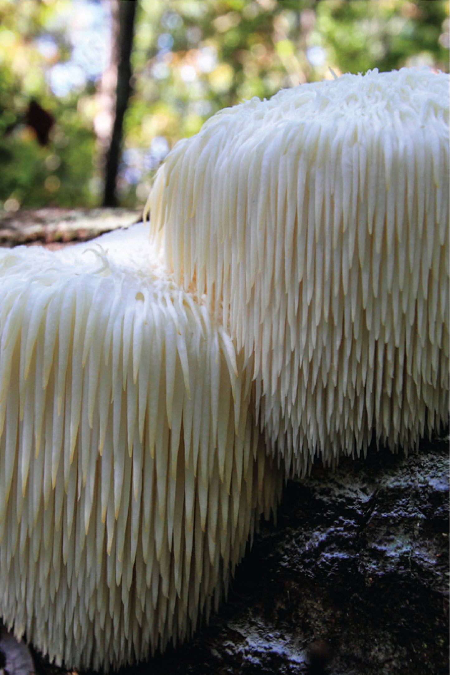 Lion's Mane Extracto