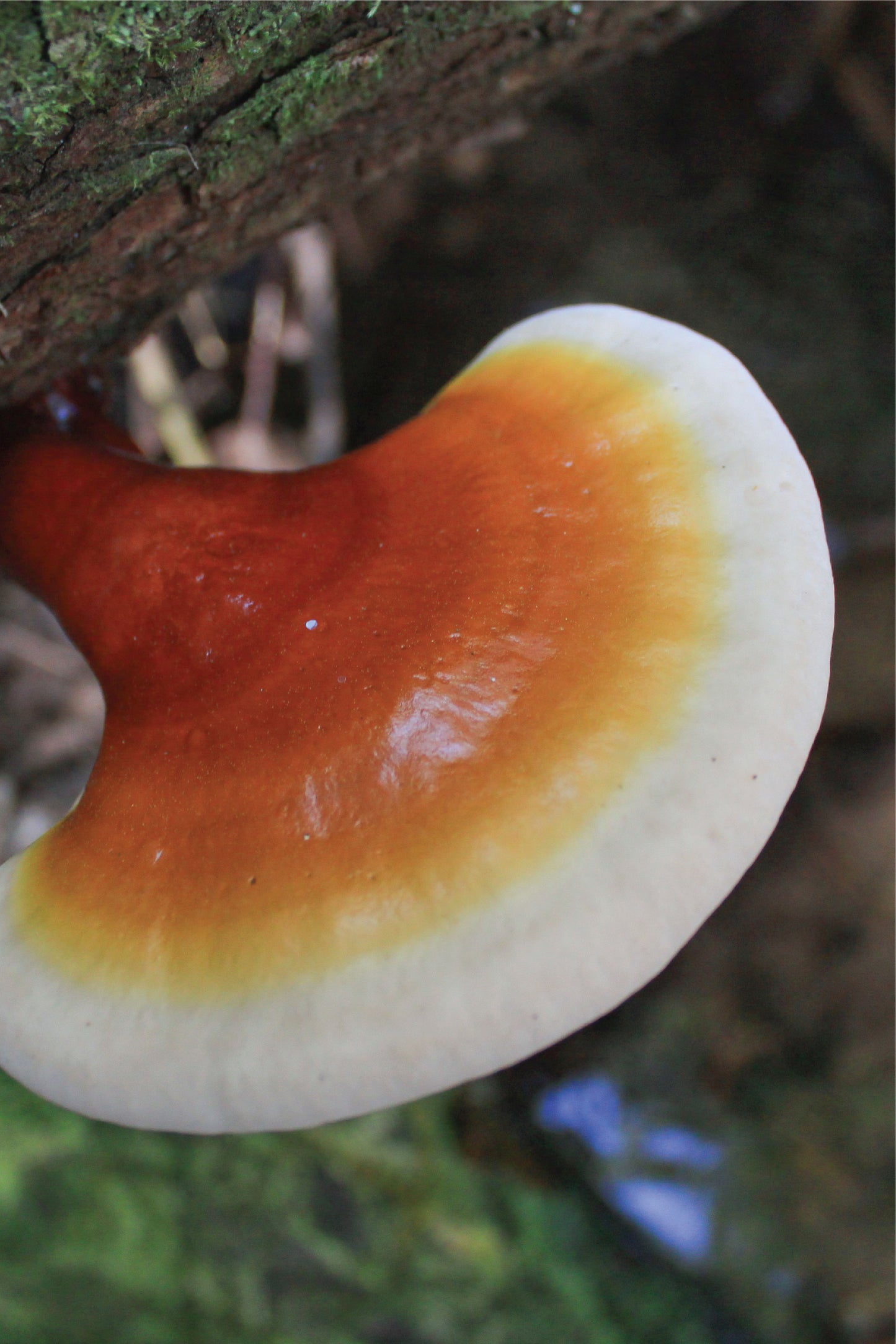 Reishi Extracto