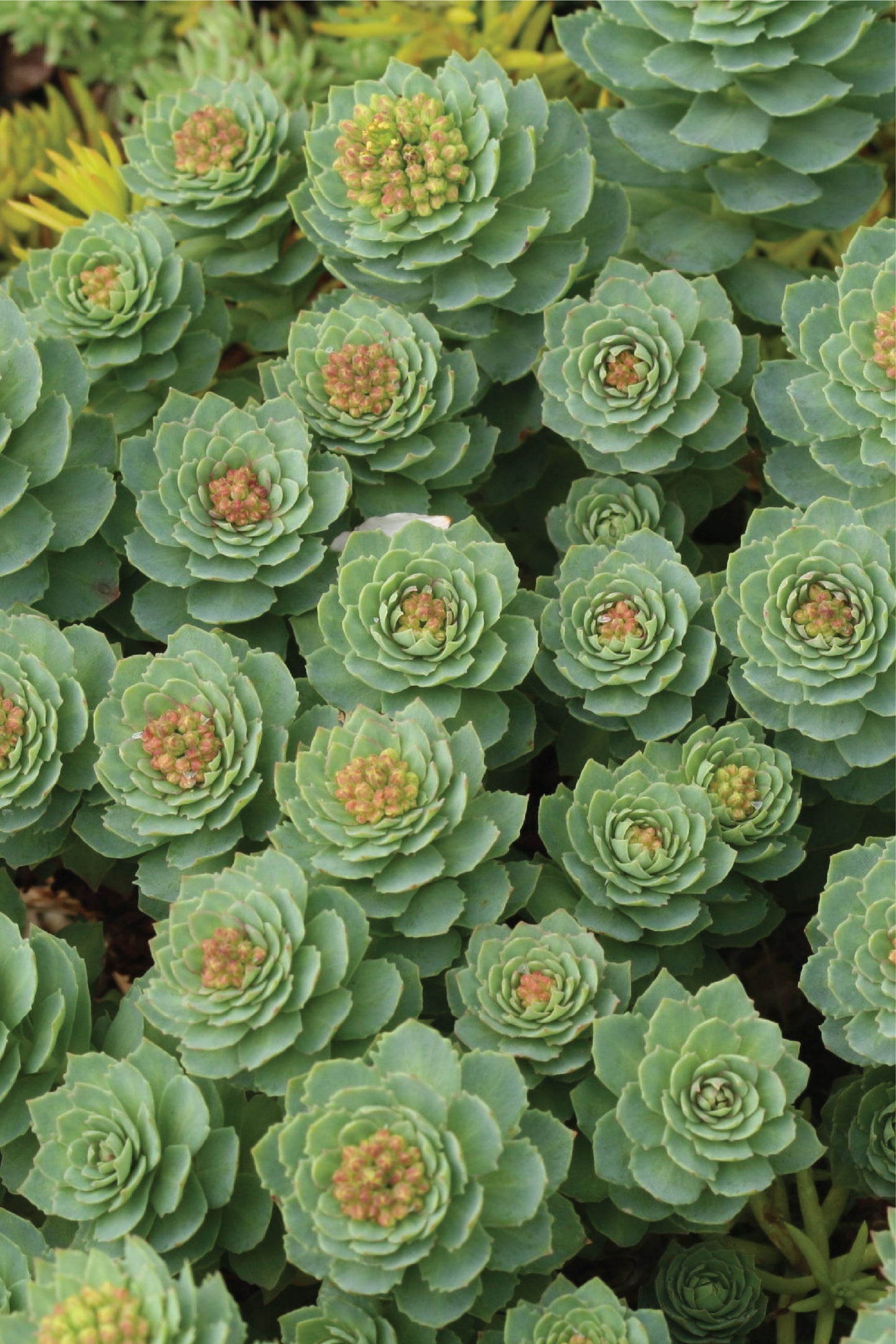 Rhodiola Rosea Extracto