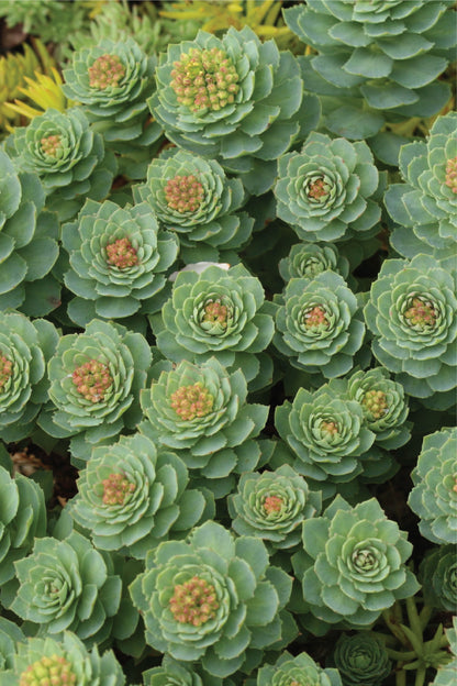 Rhodiola Rosea Extracto