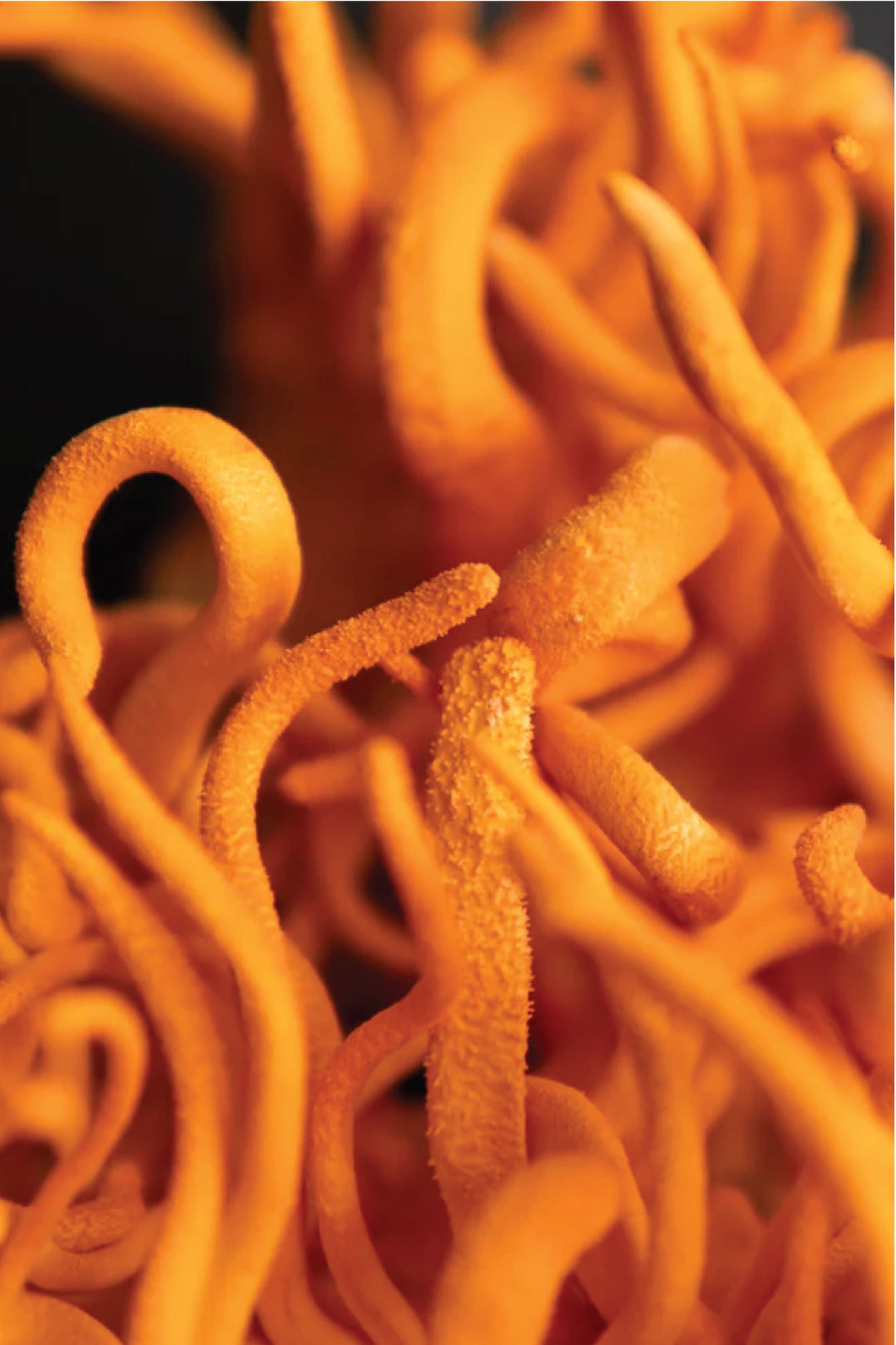Cordyceps Extracto